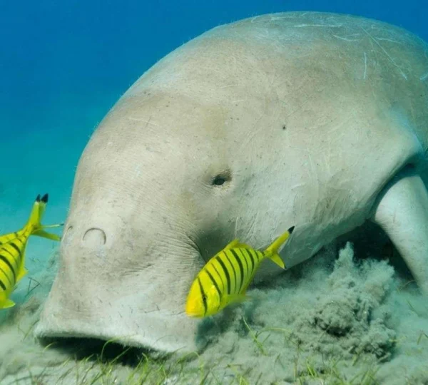 Abu Dabbab Snorkeling tour hurghada tours get your tours egypt 1