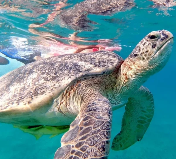 Abu Dabbab Snorkeling tour hurghada tours get your tours egypt 2