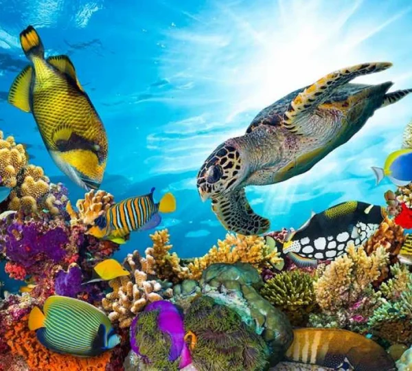 Abu Dabbab Snorkeling tour hurghada tours get your tours egypt 4