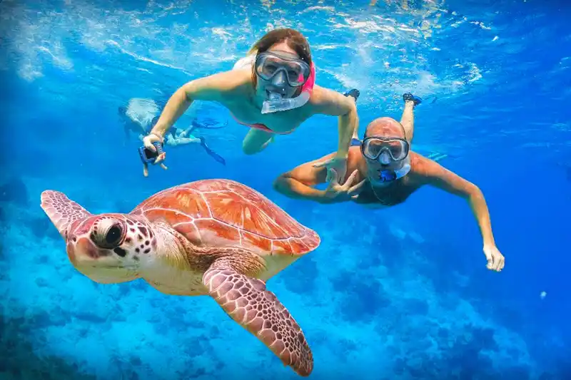 Abu Dabbab Snorkeling tour | Snorkel with Turtles