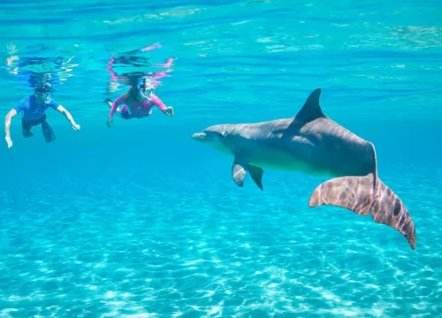 Dolphin House Hurghada Snorkeling & Swimming with Dolphins