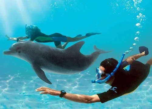 Dolphin House Hurghada | Swim with Dolphins & Snorkeling Trip