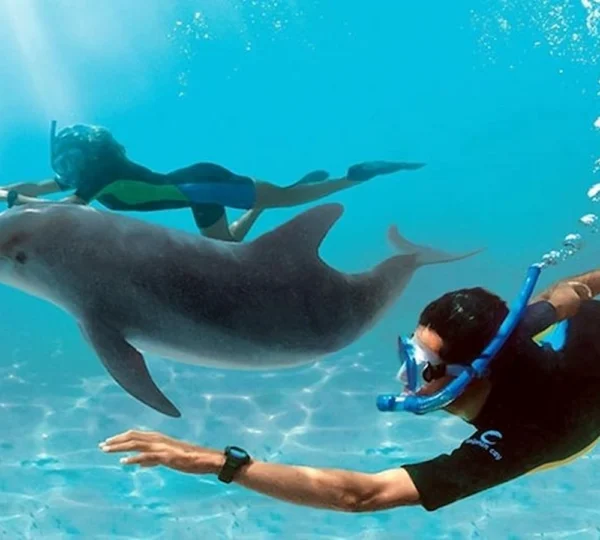 Dolphin House Hurghada tours get your tours egypt 7