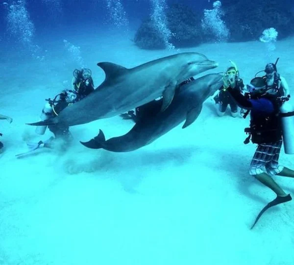 Hurghada Diving Tour hurghada tours get your tours egypt 2