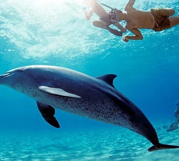 Hurghada Diving Tour hurghada tours get your tours egypt 7