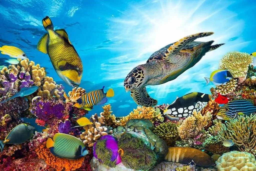 Sharm el Naga Snorkeling Trip and National Park Snorkel Trip