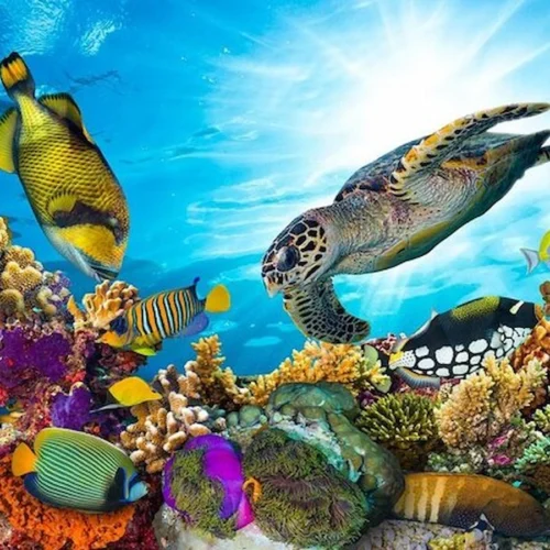 Sharm el Naga Snorkeling Trip and National Park Snorkel Trip