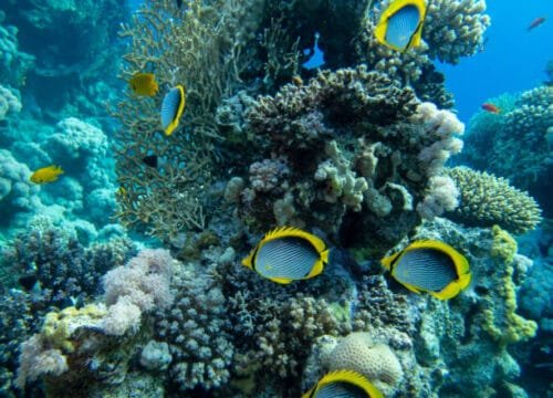 Red Sea Resorts in Egypt | Hurghada, El Gouna, Makadi & More (2026)