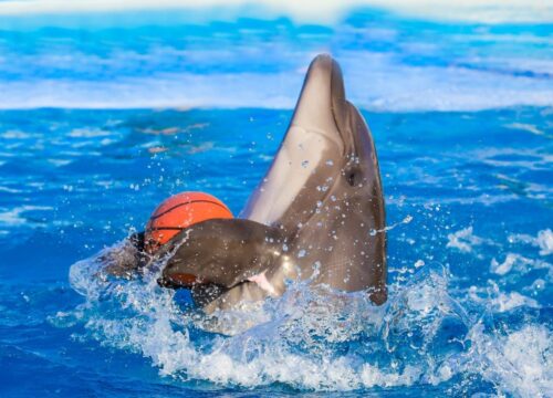 Dolphin Show Hurghada & Swimming With Dolphins