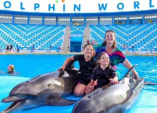 Dolphin Show Hurghada & Swimming with Dolphins in Hurghada