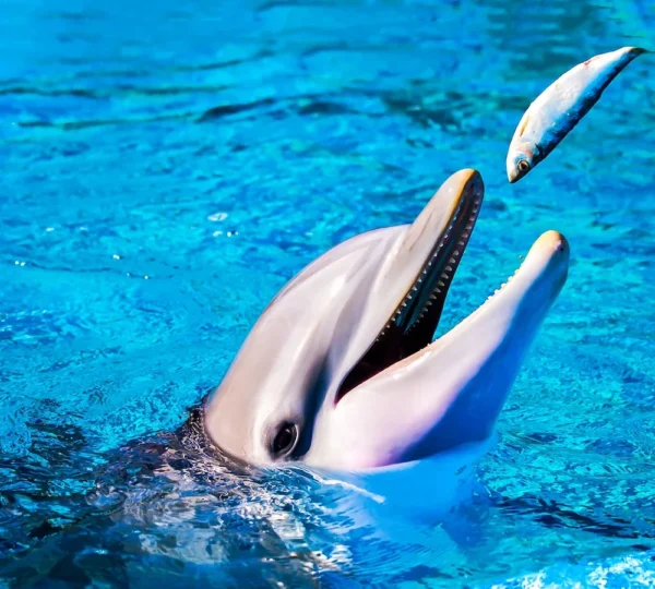 Dolphin Show Hurghada tours get your tours egypt 4