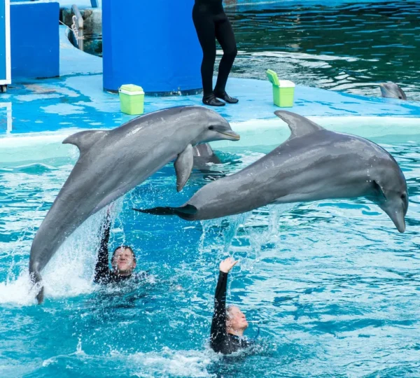 Dolphin Show Hurghada tours get your tours egypt 6