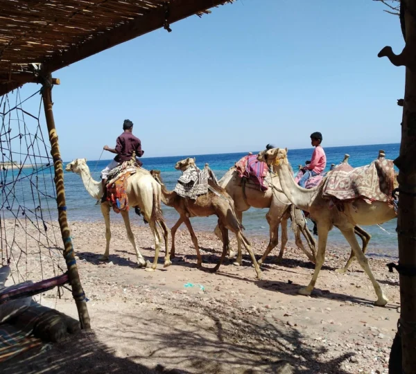 Camel Ride in Sharm el Sheikh Tours get your tours egypt 6