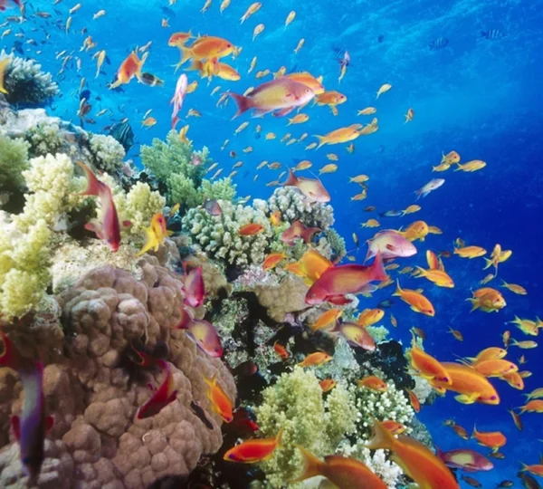 Glass Boat Sharm el Sheikh Tours get your tours egypt 3