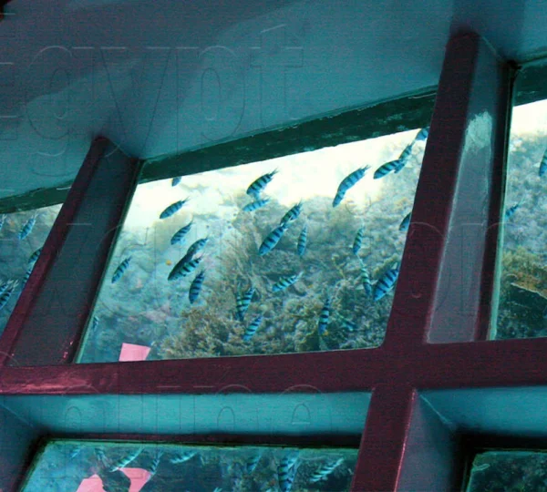 Glass Boat Sharm el Sheikh Tours get your tours egypt 5