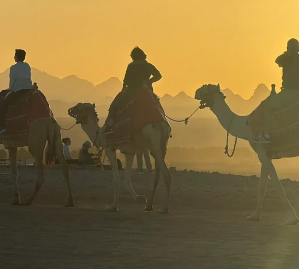 camel ride in hurghada