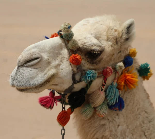 hurghada camel
