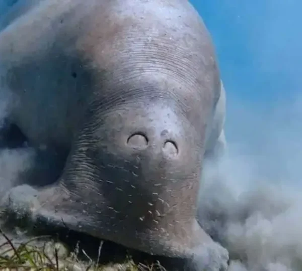 Abu Dabbab Beach Marsa Alam & Diving Abu Dabbab Bay