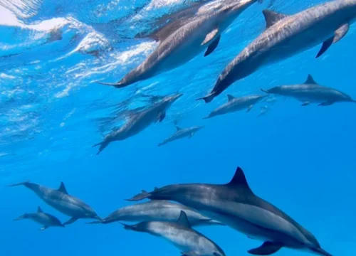 Dolphin House Marsa Alam Egypt Trip - Sataya Dolphin Reef