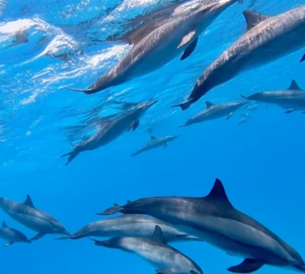 Dolphin House Marsa Alam Egypt Trip - Sataya Dolphin Reef
