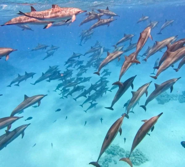 Dolphin House Marsa Alam Egypt Trip - Sataya Dolphin Reef