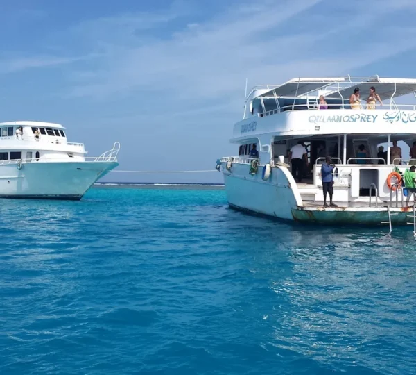 Dolphin House Marsa Alam Egypt Trip - Sataya Dolphin Reef