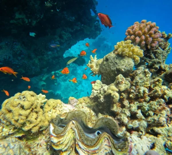 Dolphin House Marsa Alam Egypt Trip - Sataya Dolphin Reef