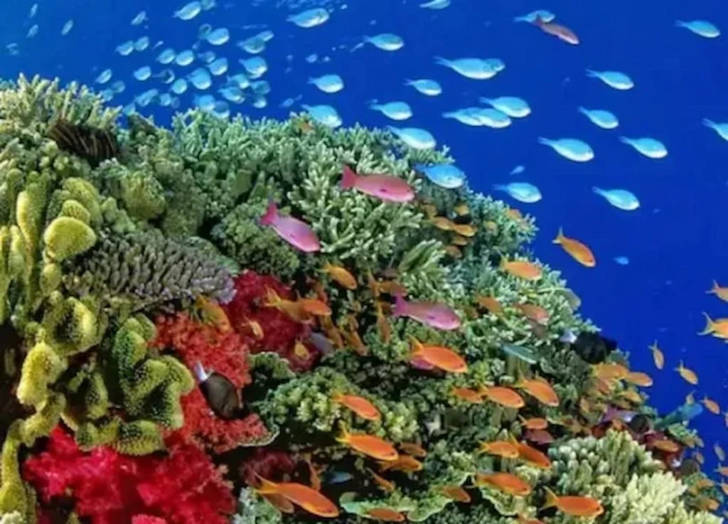 Hamata Islands - Hamata Snorkeling Tour