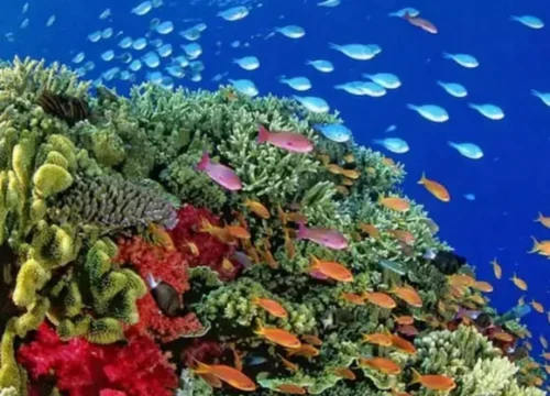 Hamata Islands - Hamata Snorkeling Tour