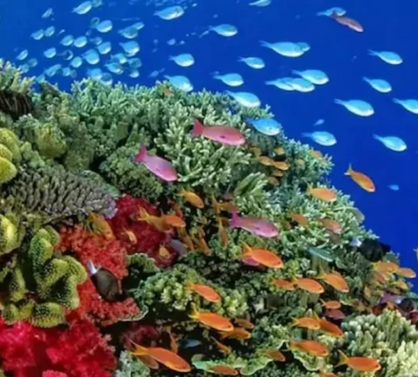 Hamata Islands - Hamata Snorkeling Tour