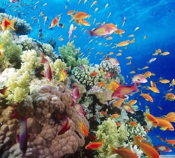 Hamata Islands - Hamata Snorkeling Tour