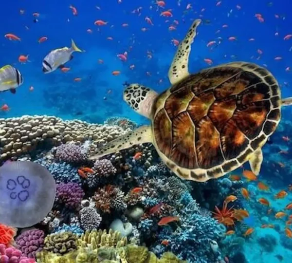 Marsa Mubarak Schnorcheln - Turtle House