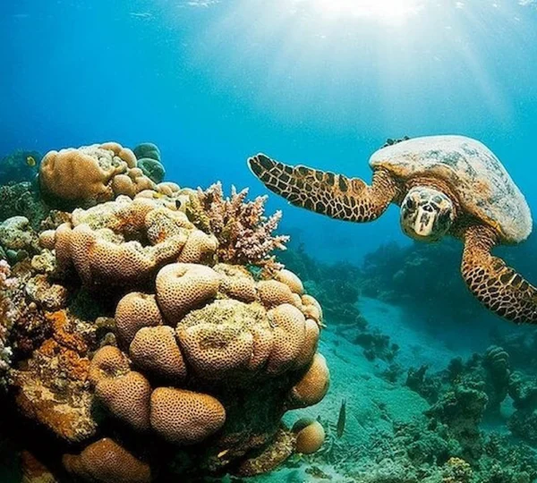 Marsa Mubarak Schnorcheln - Turtle House