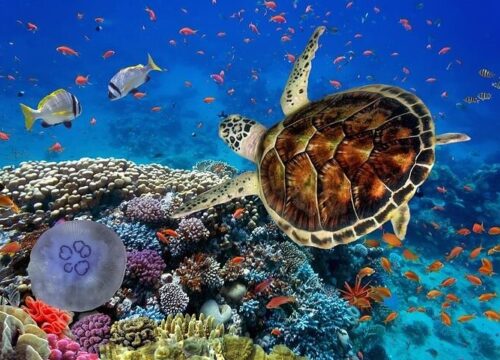 Marsa Mubarak (Turtle House)