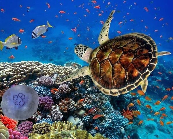 Marsa Mubarak (Turtle House)