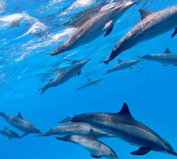 SATAYA Dolphin Reef Trip - Swim with Dolphins from Marsa Alam Sataya (Dolphin House)