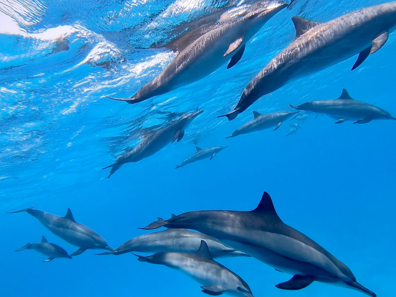 SATAYA Dolphin Reef Trip - Swim with Dolphins from Marsa Alam Sataya (Dolphin House)