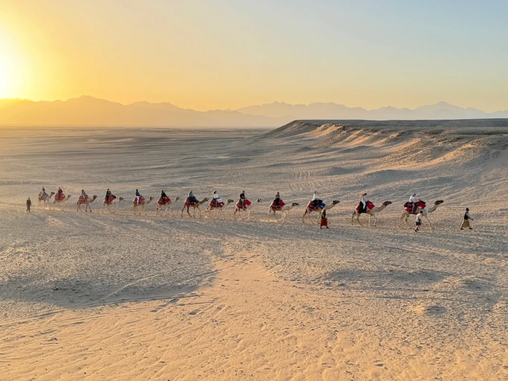 Tips for Your First Camel Ride