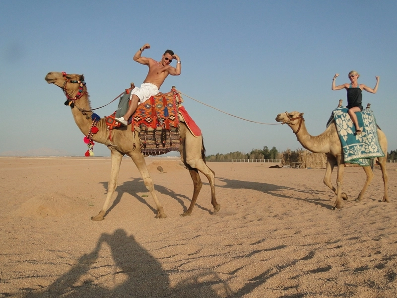 Camel Sharm