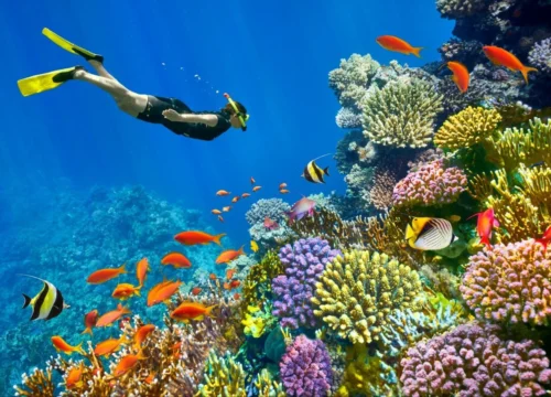 Diving Hurghada Price – Your Ultimate Guide to Diving in Hurghada