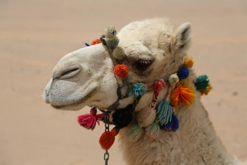 hurghada camel