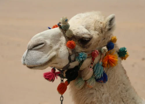 Camel Ride Hurghada Price – The Ultimate Guide