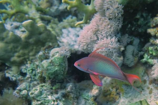 submarine Hurghada price