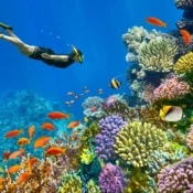 Diving Spots in Hurghada 1