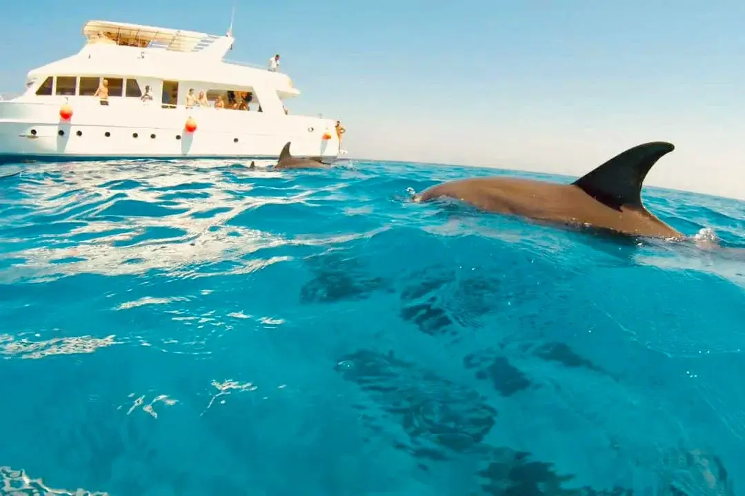 Dolphin House Hurghada boat excursion in the Red Sea