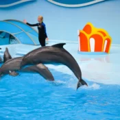 Dolphin Show Hurghada Price 1