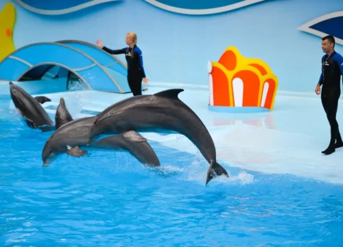 Dolphin Show Hurghada Price – Your Complete Dolphin Show Hurghada