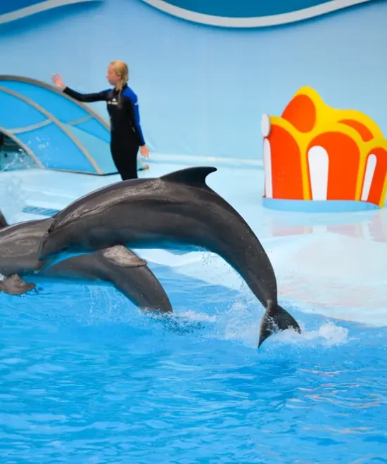 Dolphin Show Hurghada Price – Your Complete Dolphin Show Hurghada