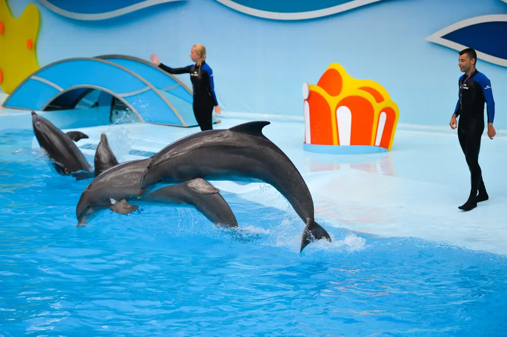 Dolphin Show Hurghada Price 1