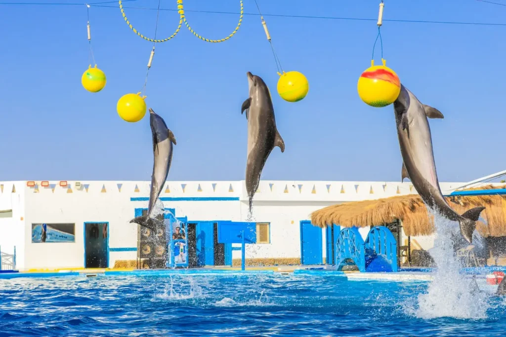 Dolphin Show Hurghada Price 2